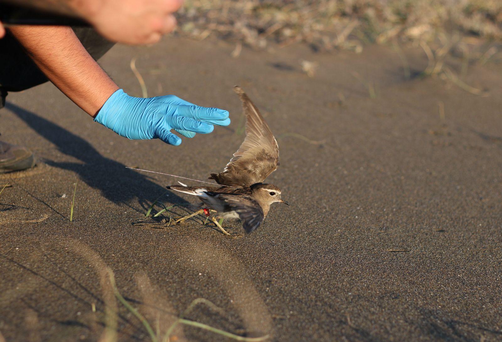 Dinámicas estacionales del período no reproductivo en aves migratorias